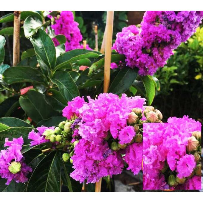 Sản phẩm cây giống BẰNG LĂNG TÍM - HOA SIÊU ĐẸP GIÁ SIÊU RẺ + Tặng  phân hữu cơ cao cấp