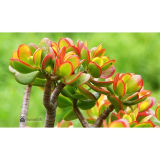 Sen đá Thạch Bích - Sen đá Ngọc Bích SD