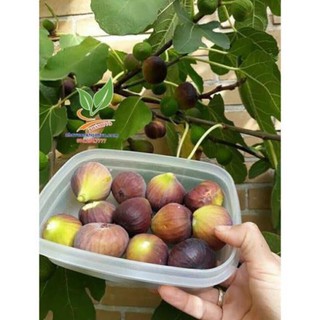 Sung mỹ đang trái dáng đẹp - Nhà Vườn Khánh Võ