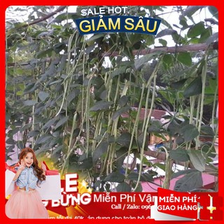 Hạt giống đậu đũa - 10 gram hạt / gói