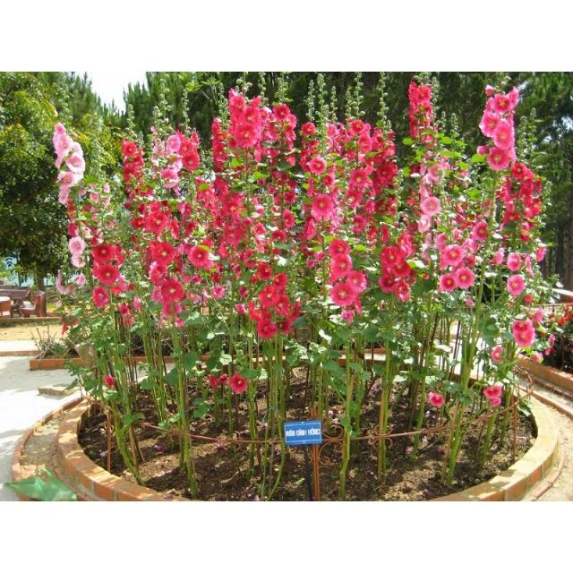 Hạt giống hoa Mãn Đỉnh Hồng đơn mix nhiều màu