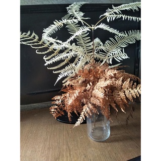 Dương xỉ decor, lá khô tự nhiên
