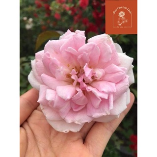 Hoa hồng bụi đào cổ việt nam siêu hoa sắc hồng phấn dịu dàng-hoatuoimelinh