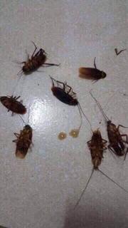 Lọ THUỐC DIỆT KIẾN, DIỆT GIÁN THẦN THÁNH