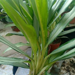 Cây Giữ Tiền
