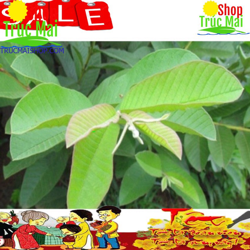 1kg lá ổi tươi-giao hàng siêu nhanh!