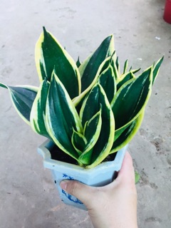 LƯỠI HỔ THÁI VÀNG LÙN