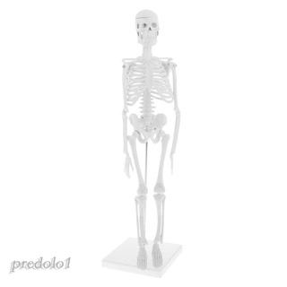Mô Hình Bộ Xương Người Độc Đáo 45cm Predolo1]