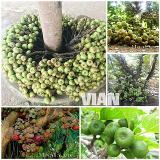 CÂY VẢ MẬT RỪNG