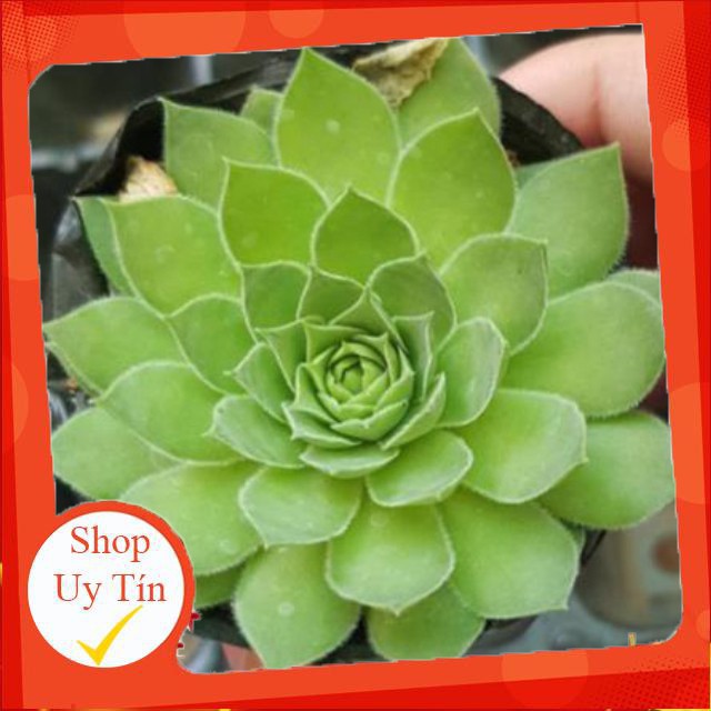 sen đá Phật bà trung🍏 |FREESHIP| 🔥 XỨ NÓNG, ĐÃ THUẦN KHÍ HẬU, KHOẺ ĐẸP 🍏 LỖI 1 ĐỔI 1