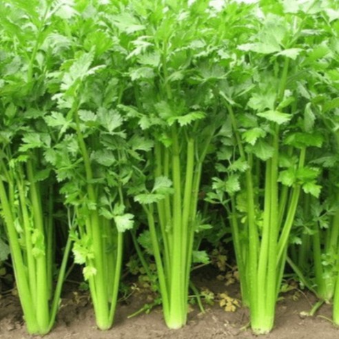 10gr Hạt Giống Rau Cần Tây, Cần Tàu - gói/500hạt