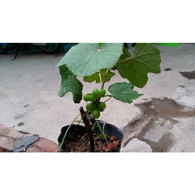 Cây Giống Nho Kẹo ⚡Freeship⚡ 🌴Mua 4 tặng 1 cây bất kì🌴