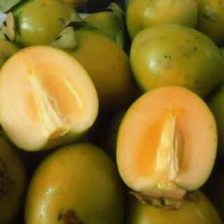 combo 2 Cây hồng giòn