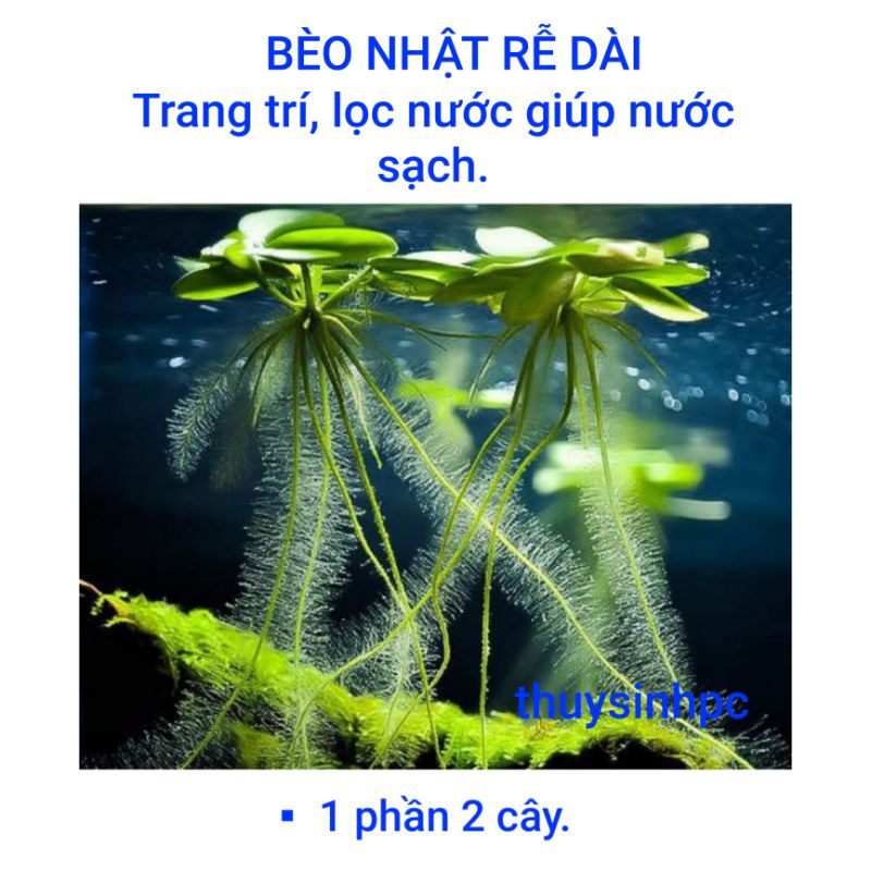 Bèo Nhật size to rễ dài trang trí và lọc nước bể thủy sinh cá cảnh