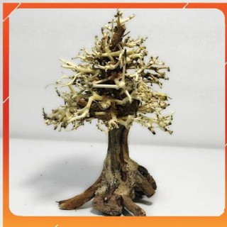 [Siêu Rẻ] Lũa bonsai cây thông noel trang trí bể cá thuỷ sinh [TS Online37]