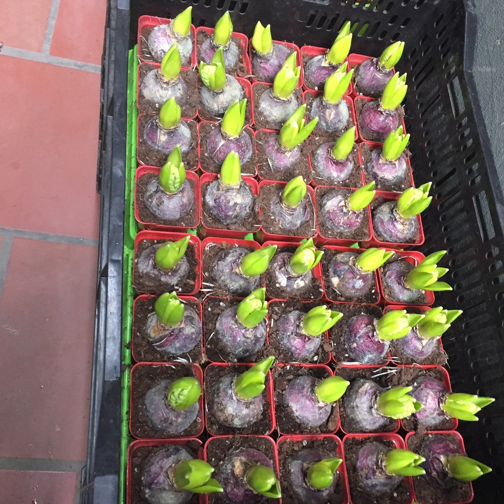 Combo 5 củ hoa TIÊN ÔNG