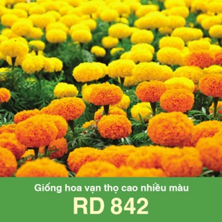 Hạt Giống Vạn Thọ Cao Nhiều Màu 842