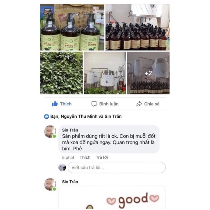 Tinh dầu lá trầu không - nguyên chất 100%