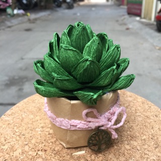Trang trí nhà cửa quà tặng độc vintage - cây sen đá