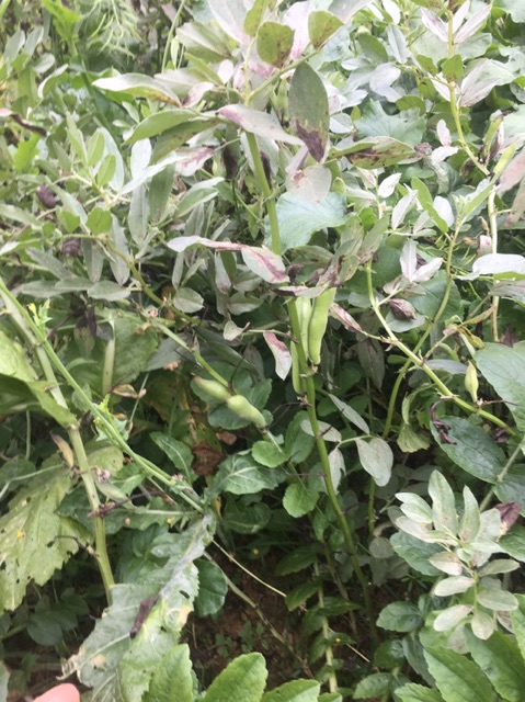 Đậu răng ngựa  rang muối ớt 350g