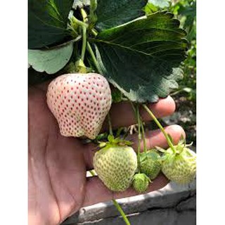 Cây dâu  đang bói hoa ( mua 4 cây tặng phân bón)