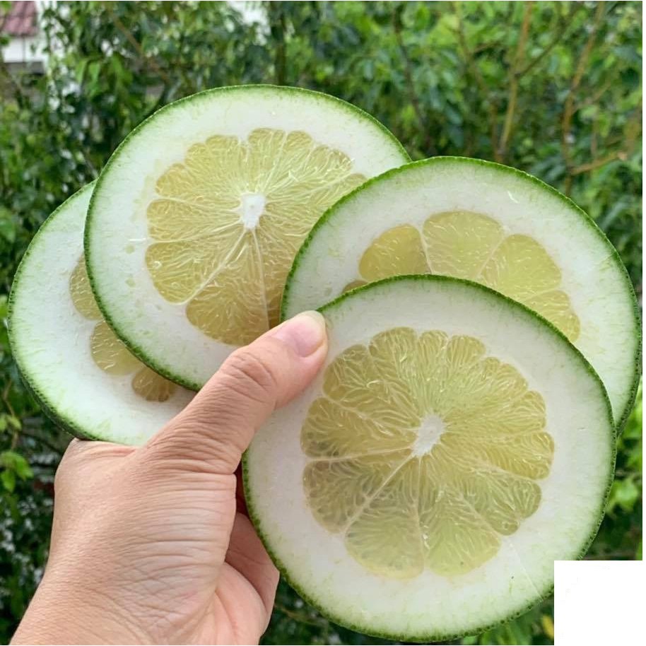 🍐🍐🍐 Bưởi sấy lạnh 20 gram -Trà Bưởi Giảm Cân - Kèm hình thật