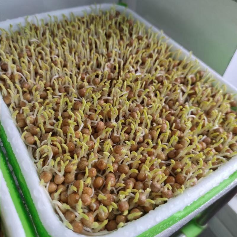 HẠT GIỐNG MẦM ĐẬU HÀ LAN KHÔNG CÓ CHẤT BẢO QUẢN-(Gói 1kg)