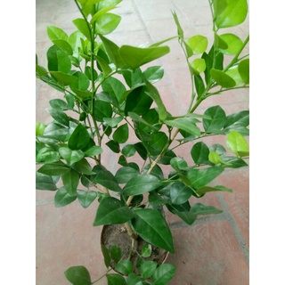 cây Nguyệt quế