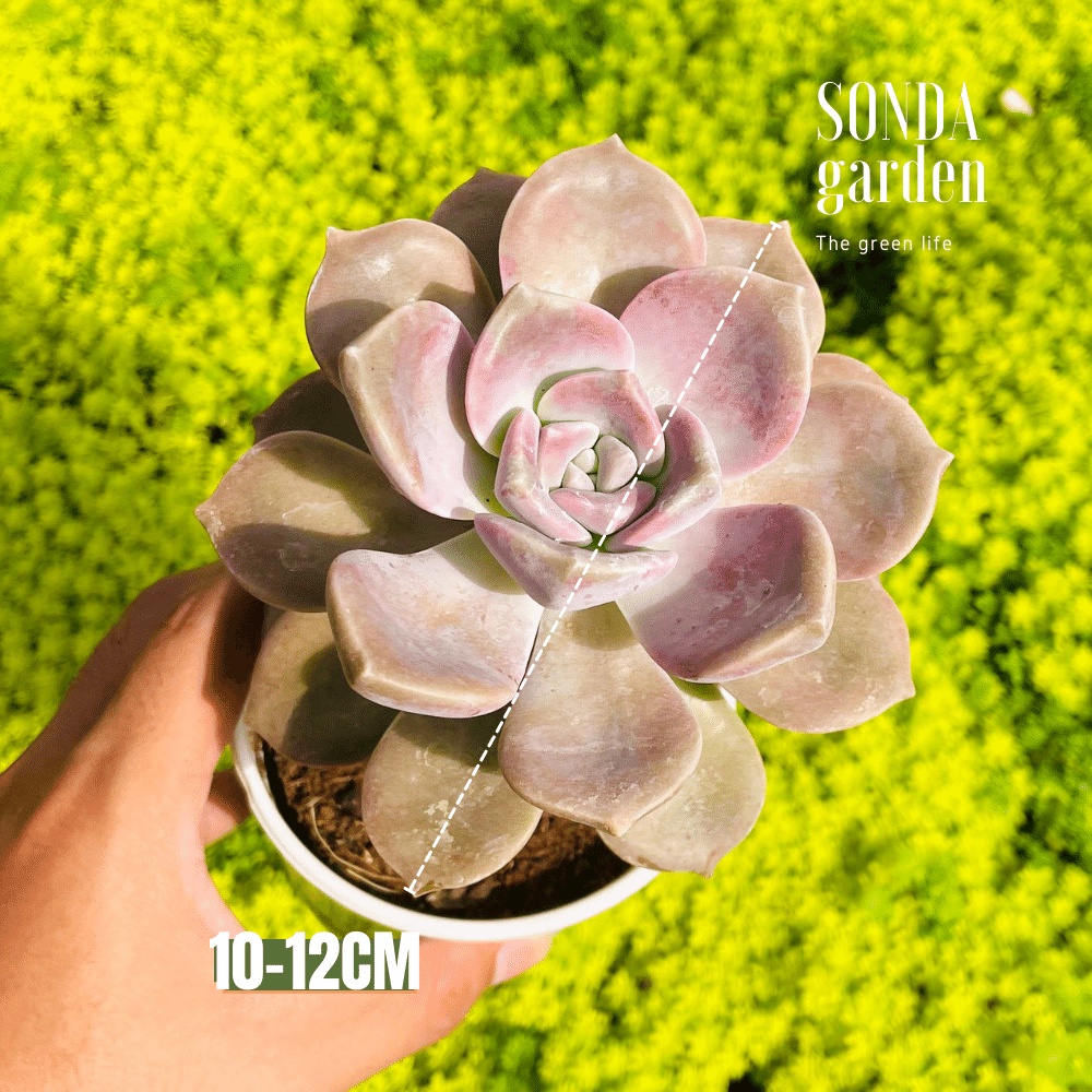 Sen đá hồng mập SONDA GARDEN size trung bình 10-12cm, cây cảnh trang trí nhà cửa, lỗi 1 đổi 1