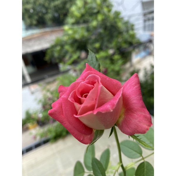 link khách chốt live 113k