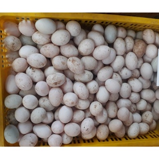 Trứng Vịt Cỏ Vân Đình Thả Đồng Tự Nhiên khay 10 quả