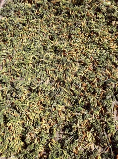 (TRỢ GIÁ) 1KG HOA ĐU ĐỦ ĐỰC SẤY KHÔ