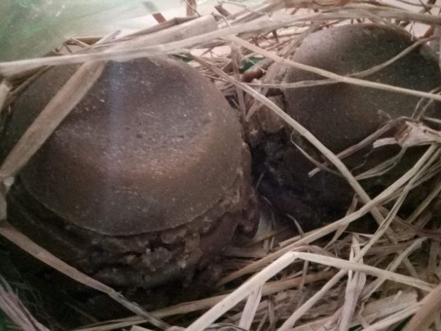 Đường Bát Đặc Sản Quảng Nam  KL khoảng 500g