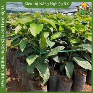 Cây giống bơ sáp 034 f1, giống bơ sáp 034 học viện nông nghiệp, cây bơ 034 ghép cao 60cm-80cm