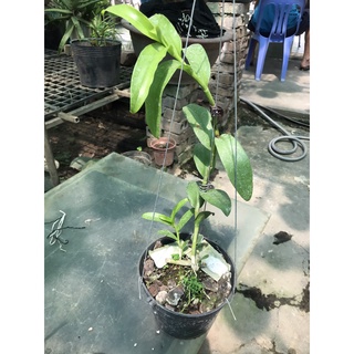 giò hoa lan phi điệp tím gái nhẩy