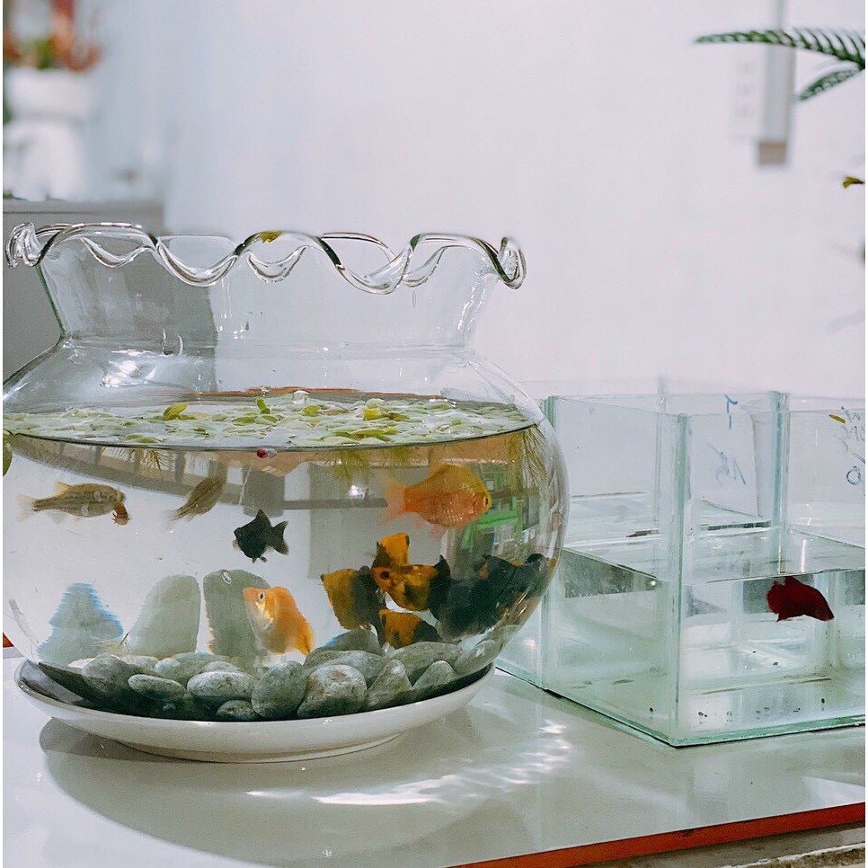 [FREESHIP] HỒ CÁ THỦY TINH, CHẬU TRỒNG CÂY ĐỂ BÀN PHONG THỦY mini fish tank BẦU TRÒN MIỆNG BÈO SIZE LỚN NHỎ ML-HB