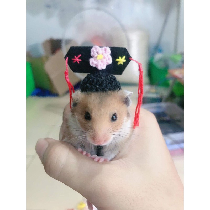 Nón mũ hamster cách cách