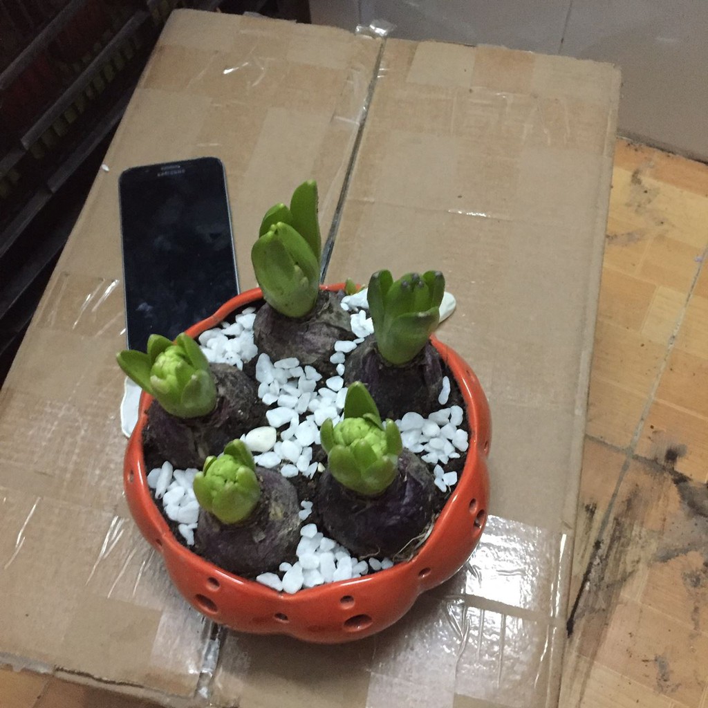 Combo 5 củ hoa TIÊN ÔNG