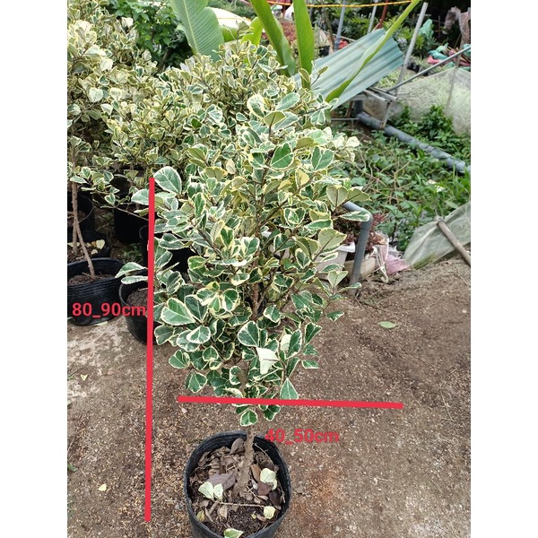 Cây bàng lá đốm bịch đen