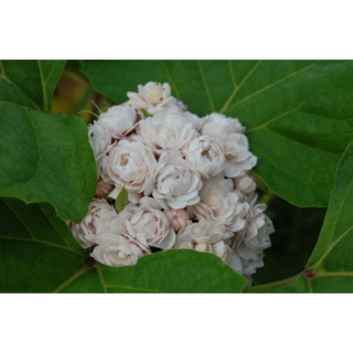 Cây mò mâm xôi dùng làm thảo mộc, hoa có hương thơm -Cây hoa kiểng Đồng Tháp