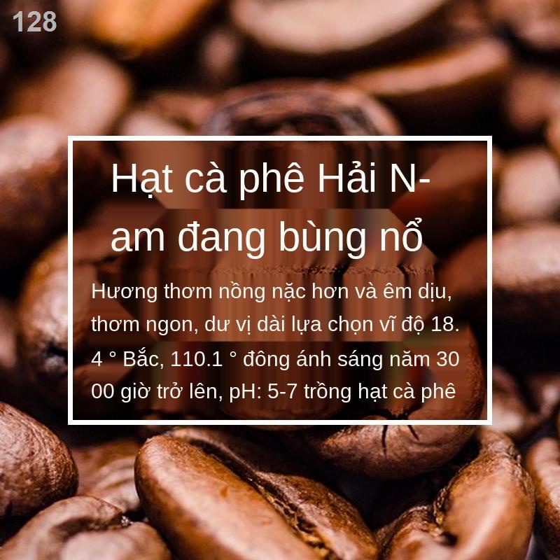 ICà phê rang than đặc sản miền Nam Hải Nam 340g cà phê hòa tan espresso ba trong một bột pha cà phê đêm khuya