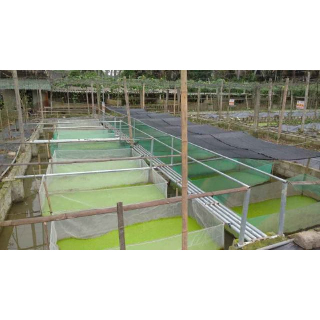 Tráng nuôi ốc nhồi loại 3 mét vuông sâu 0,6 sản phẩm tốt 121