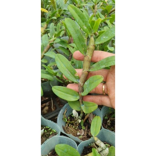 phi điệp mắt đỏ tân lạc hòa bình rất đẹp mắt