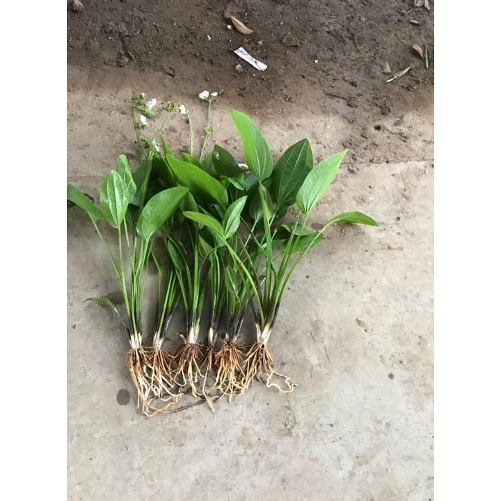 Cây hoa bách thủy tiên mang ý nghĩa may mắn và thịnh vượng