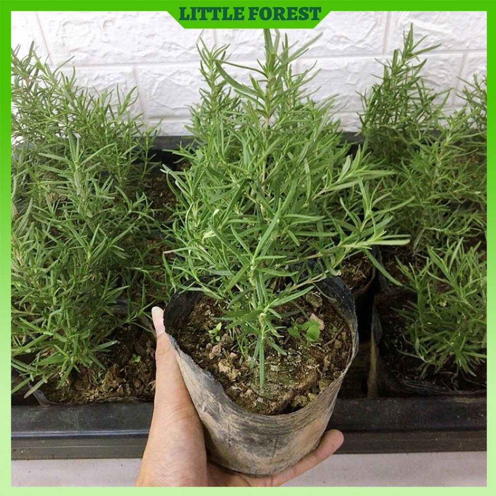 Cây hương thảo rosemary cây giống thuần khí hậu miền Bắc - Little Forest