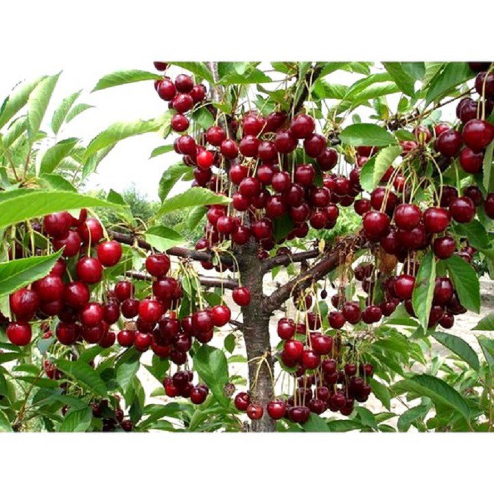 CÂY GIỐNG CHERRY BRAZIL CHỊU NHIỆT,QUẢ TO ĐỎ MỌNG CAM KẾT CHUẨN GIỐNG F1 - CHERRYH