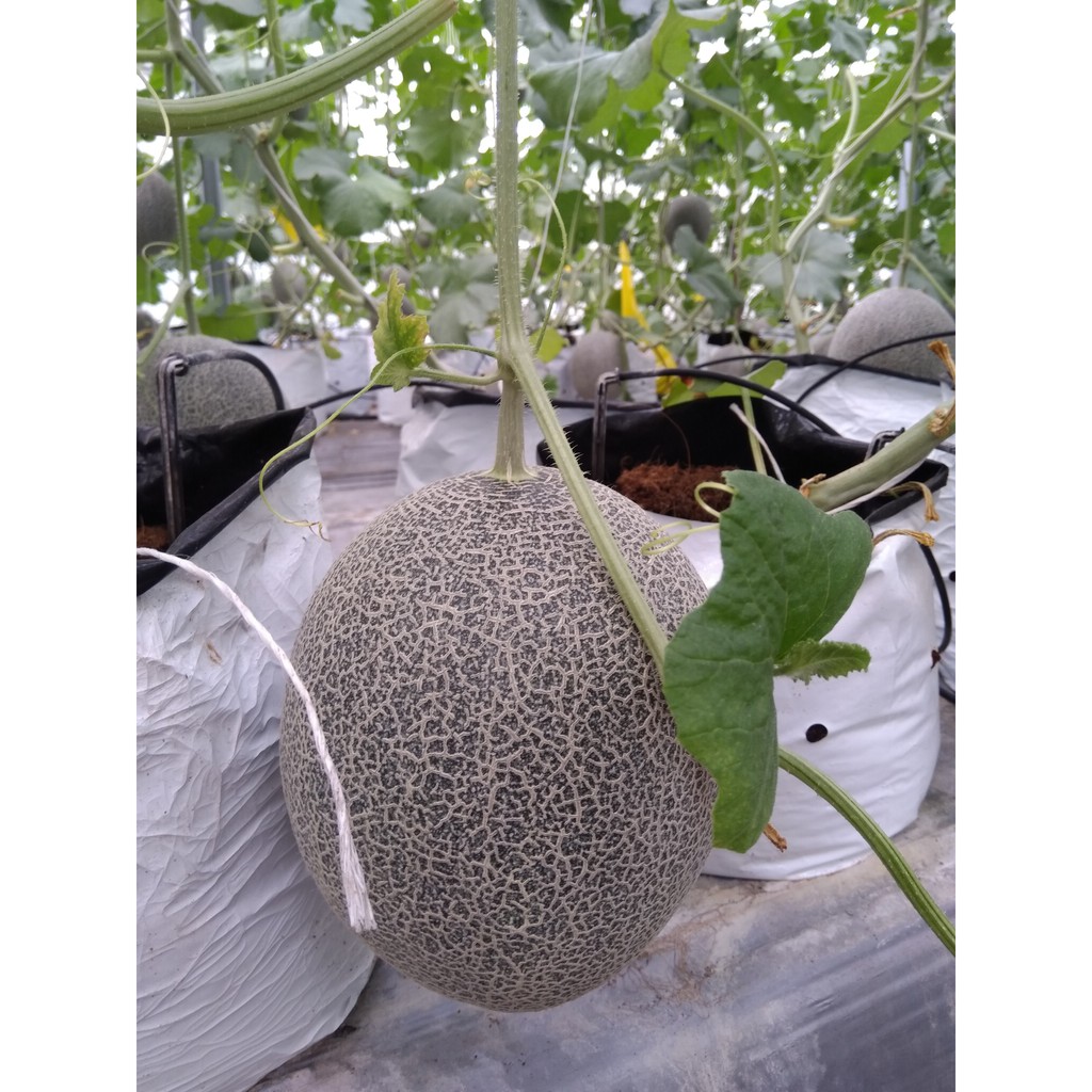 Hạt giống dưa lưới TL3 ( 15 hạt)_Kieufarm
