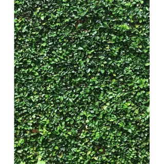 VẢY ỐC BÁM TƯỜNG
