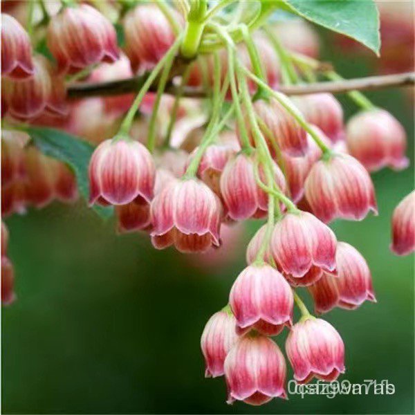 Hạt giống hoa chuông Dễ trồng trong bốn mùa 100h