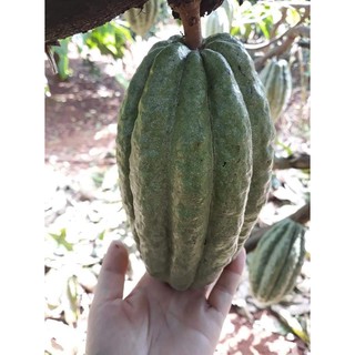 Bột cacao nguyên chất 500g